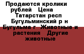 Продаются кролики 250 рублей › Цена ­ 250 - Татарстан респ., Бугульминский р-н, Бугульма г. Животные и растения » Другие животные   